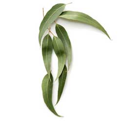 نهالستان تک فیدان نهالستان تک فیدان