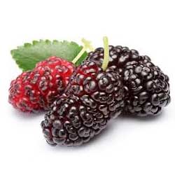 نهالستان تک فیدان نهالستان تک فیدان