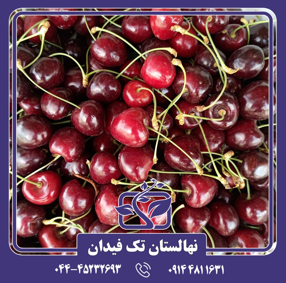 نهال گیلاس تک دانه سیاه - Image 2