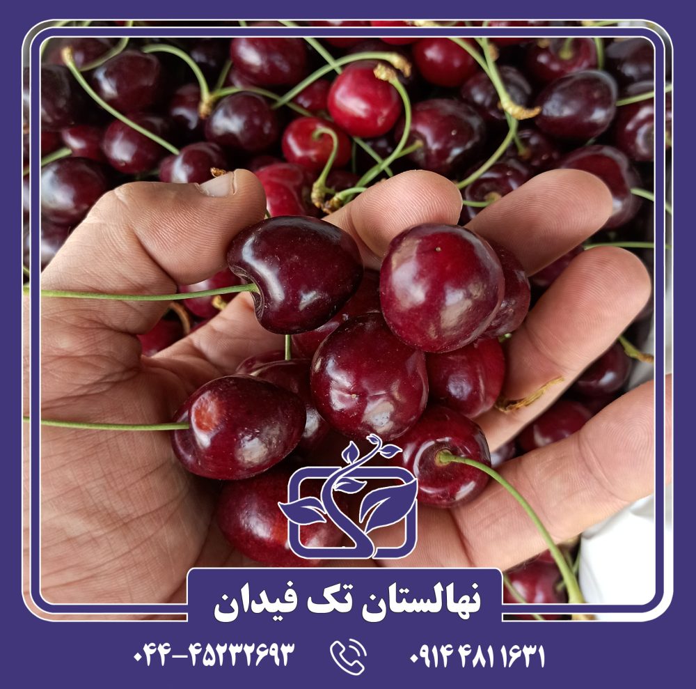 نهال گیلاس تک دانه سیاه - Image 3