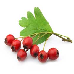 نهالستان تک فیدان نهالستان تک فیدان