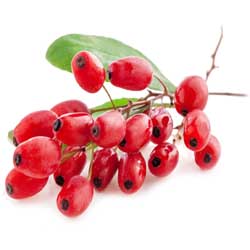 نهالستان تک فیدان نهالستان تک فیدان