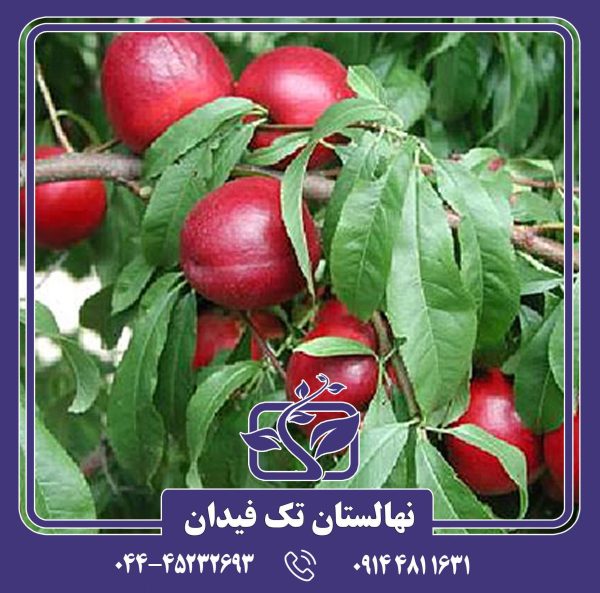 نهال شلیل ارلی سیلور