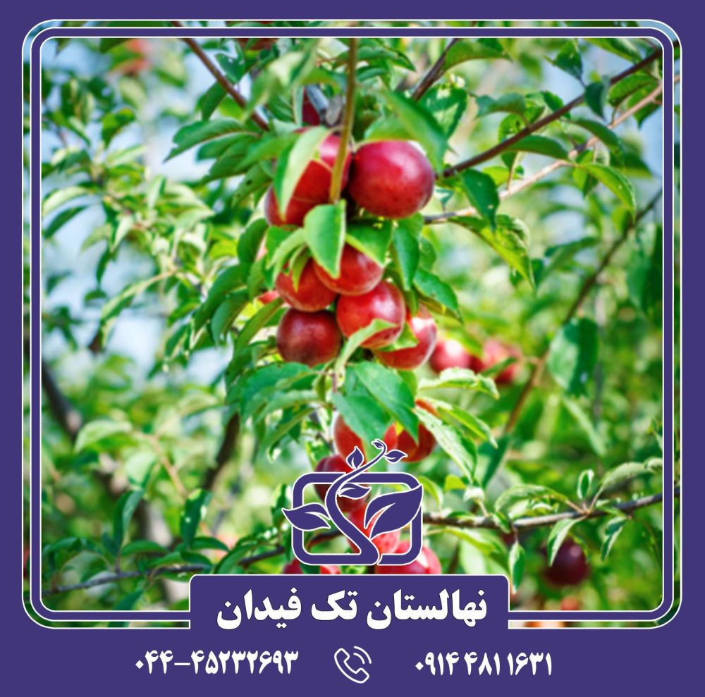 نهال شلیل ارلی سیلور