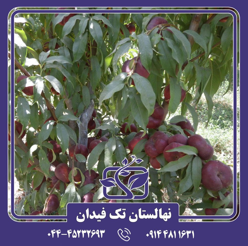 نهال شلیل انجیری