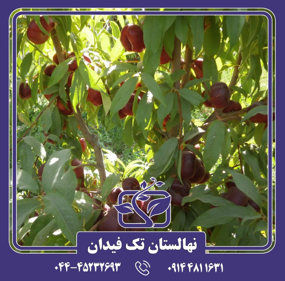 نهال شلیل انجیری