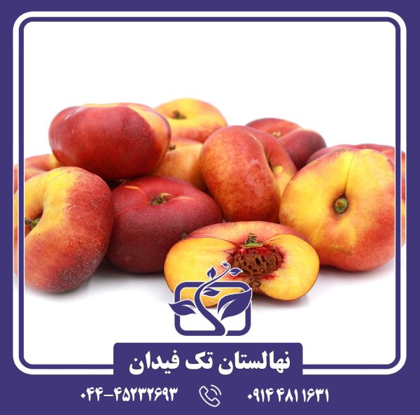 نهال شلیل انجیری