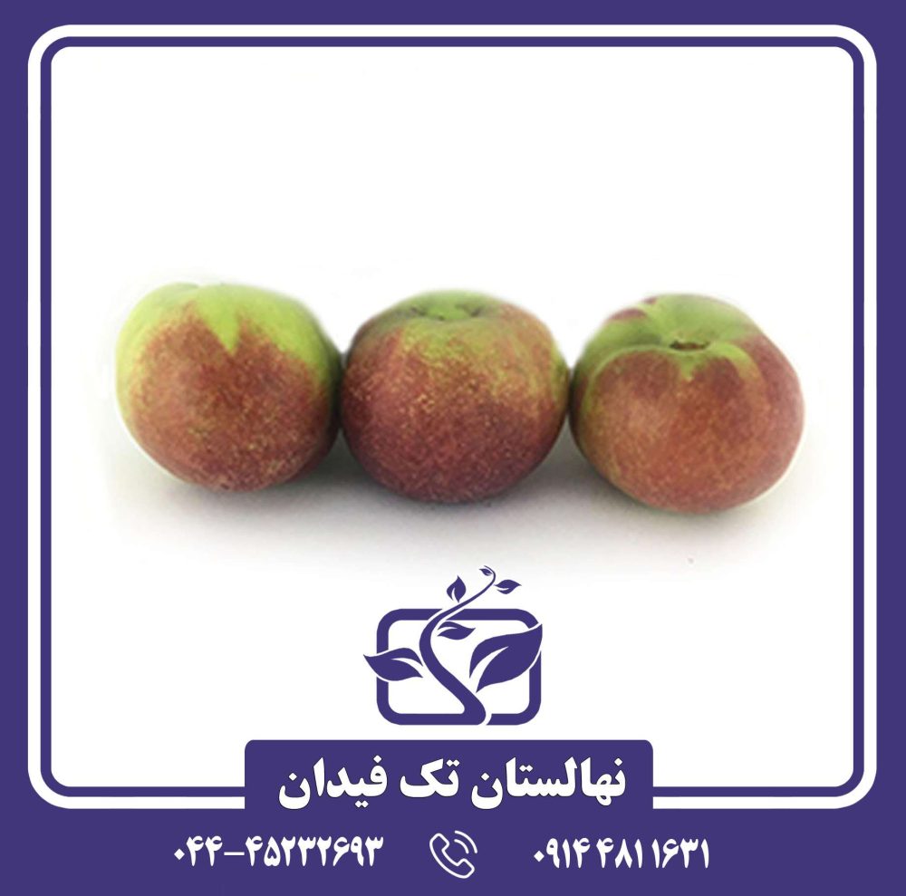 نهال شلیل رفعتی