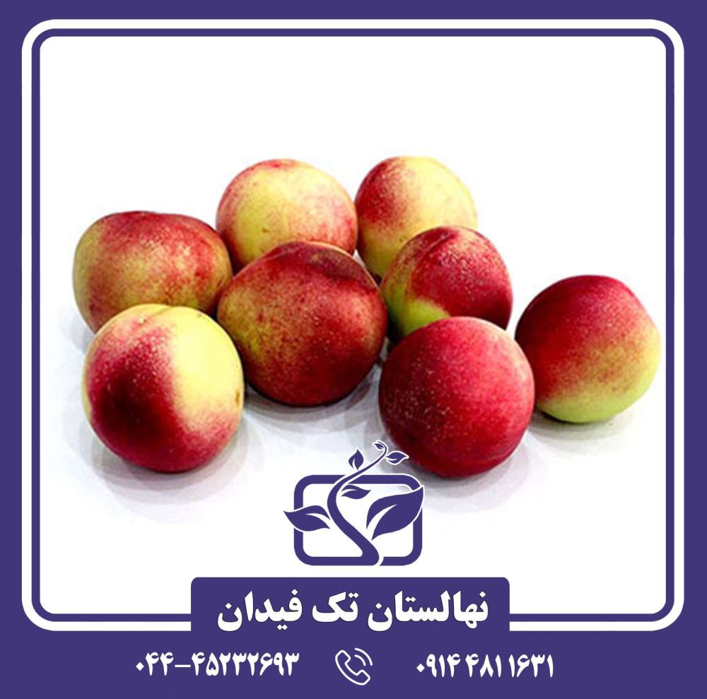 نهال شلیل رفعتی