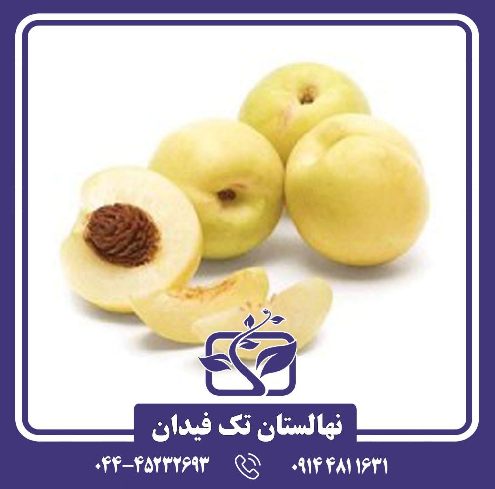 نهال شلیل زرد