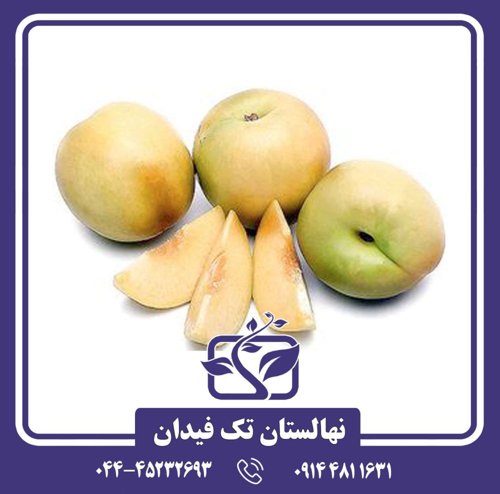 نهال شلیل زرد