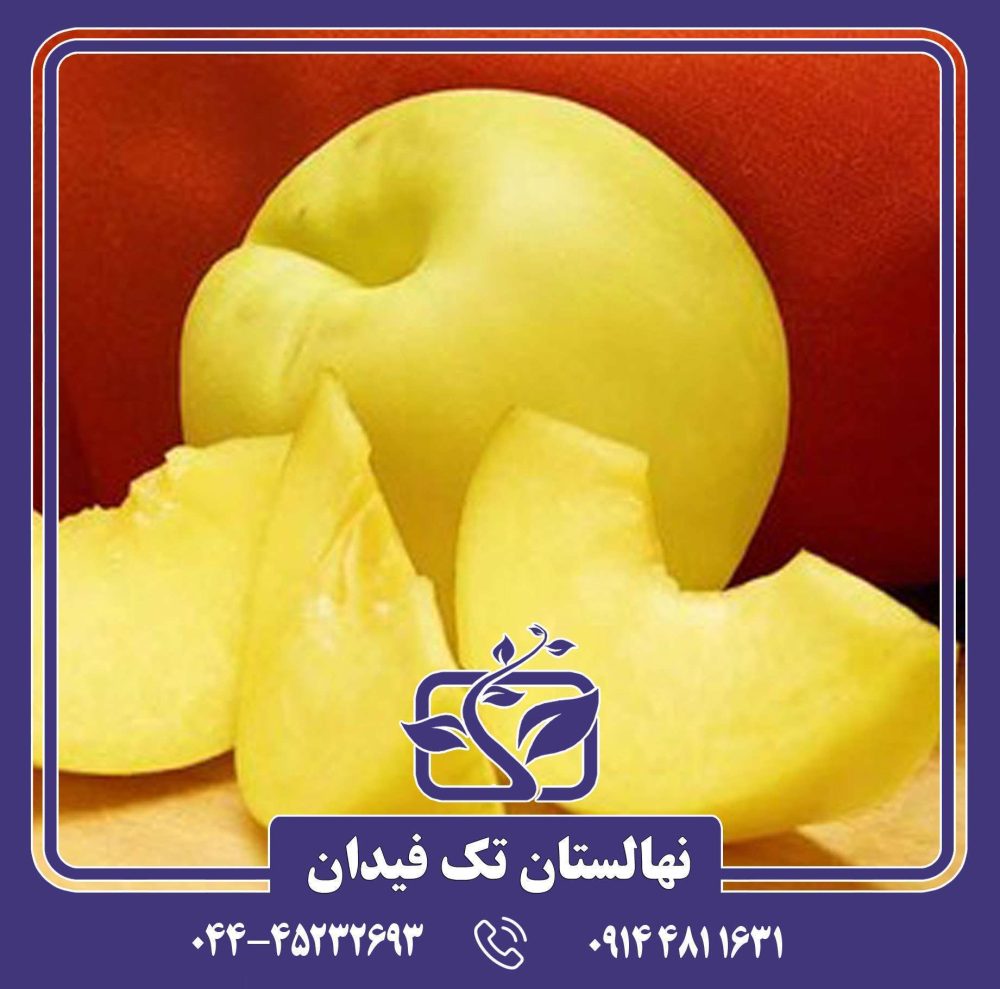 نهال شلیل زرد