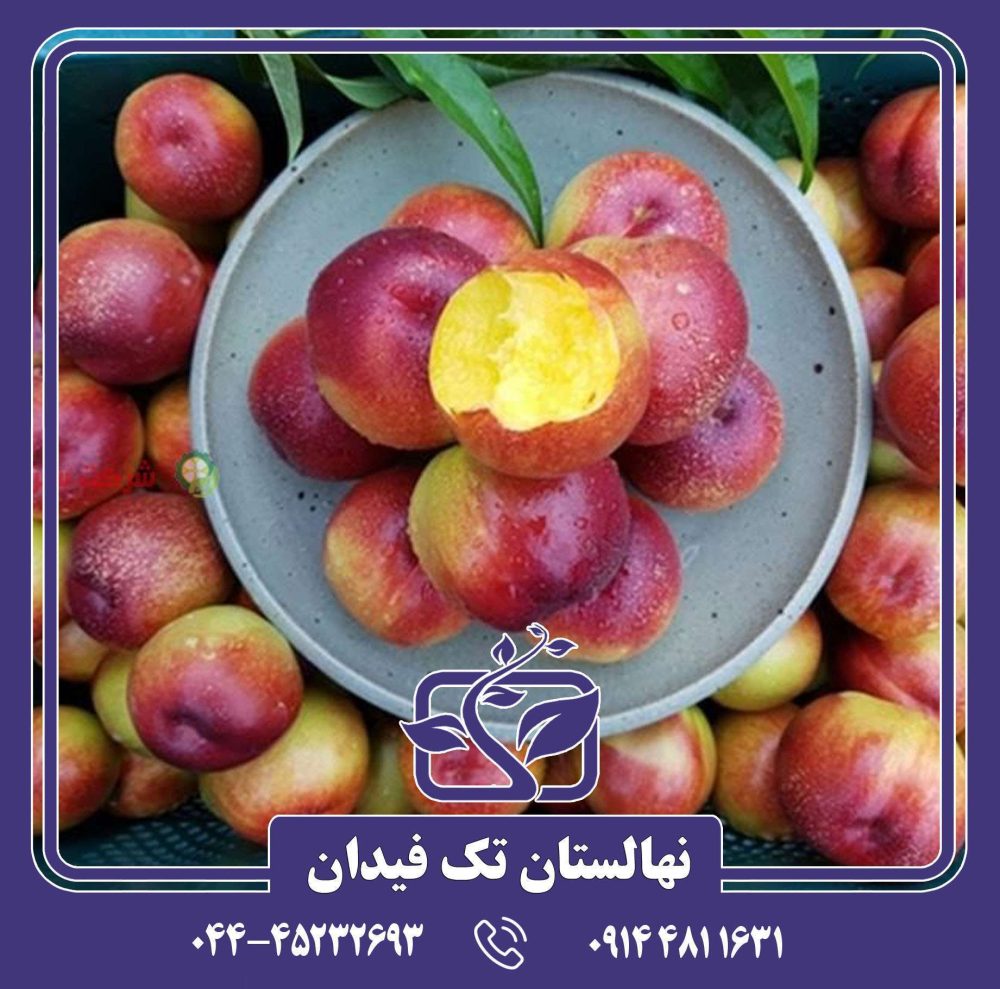 نهال شلیل سانکینگ