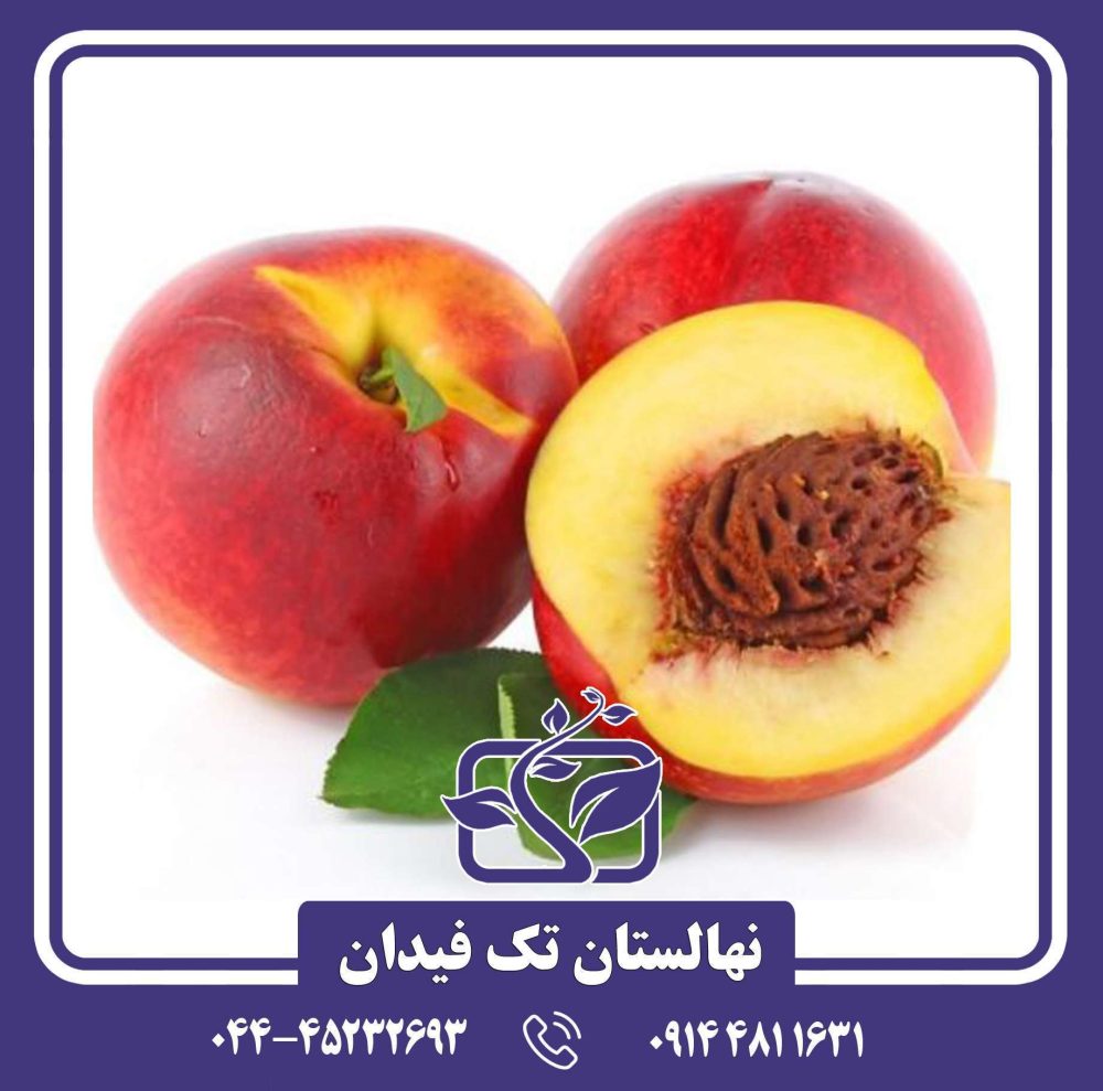 نهال شلیل سانکینگ