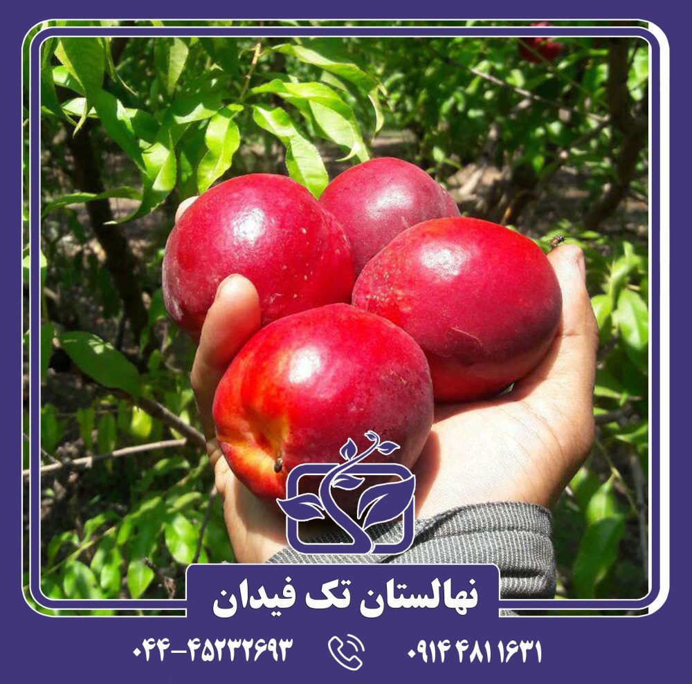 نهال شلیل سانکینگ