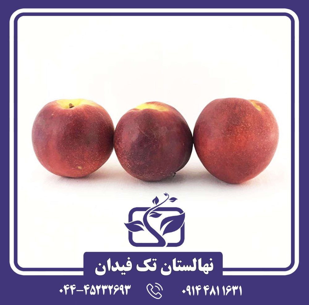 نهال شلیل شبرنگ