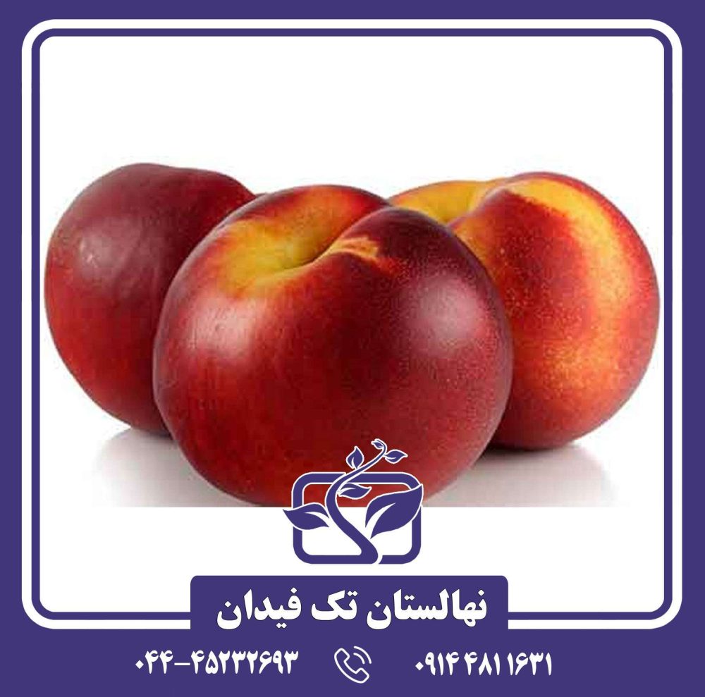 نهال شلیل شبرنگ