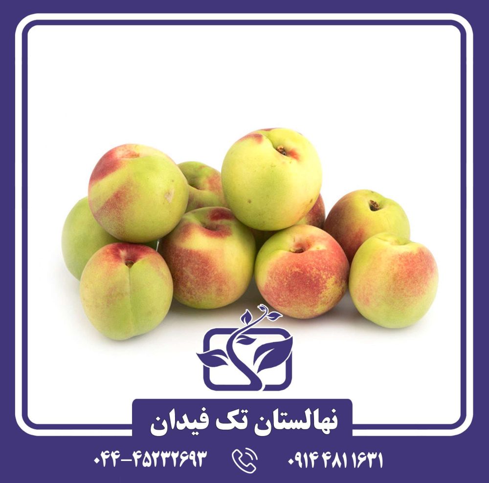 نهال شلیل شمس