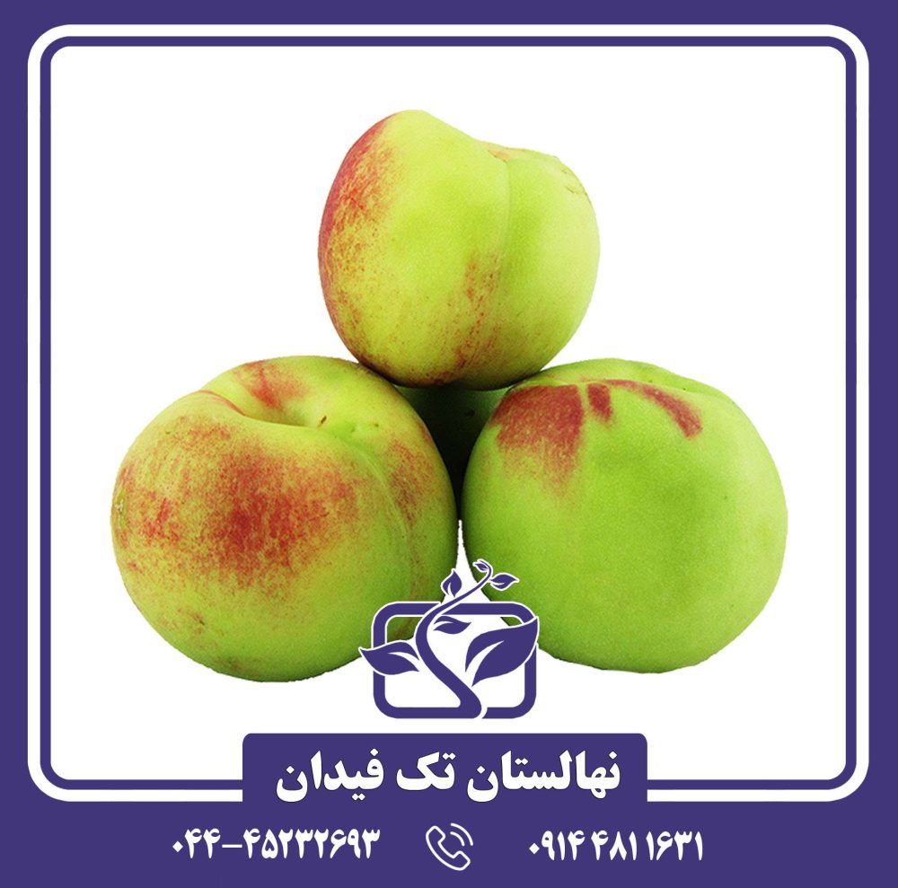 نهال شلیل شمس