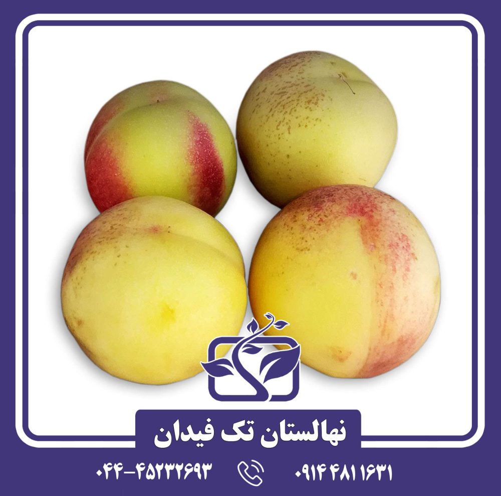 نهال شلیل شمس