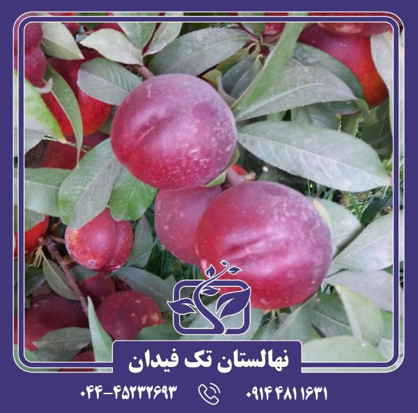 نهال شلیل طلای قرمز استارک