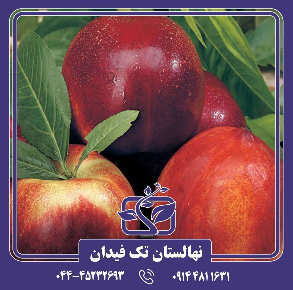 نهال شلیل طلای قرمز استارک