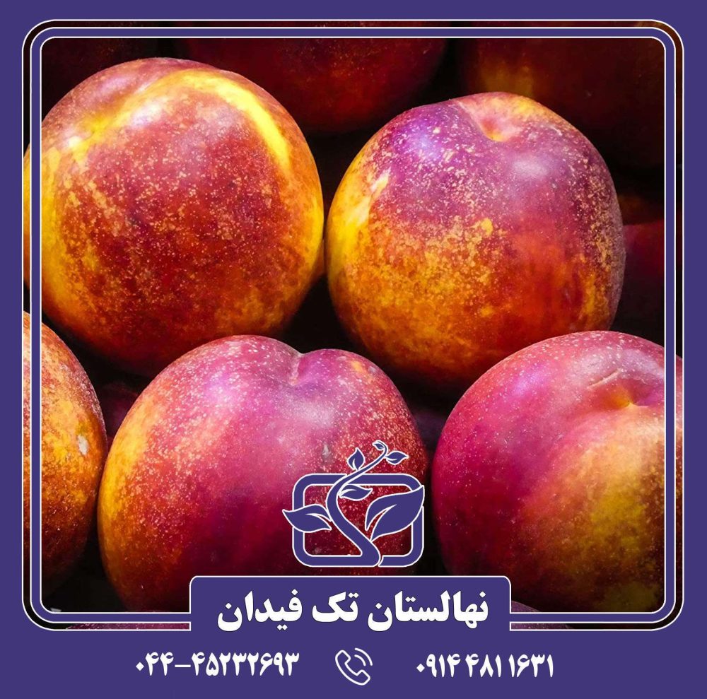 نهال شلیل فلاورتاپ