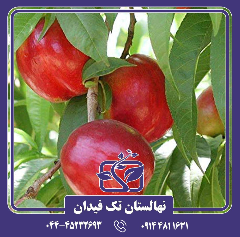 نهال شلیل فلاورتاپ