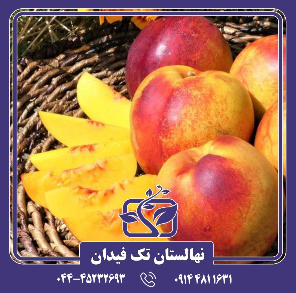 نهال شلیل فلاورتاپ