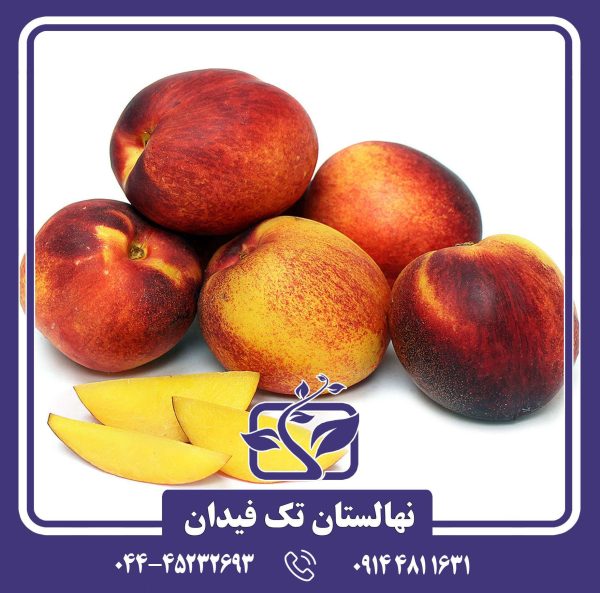 نهال شلیل فلاورتاپ