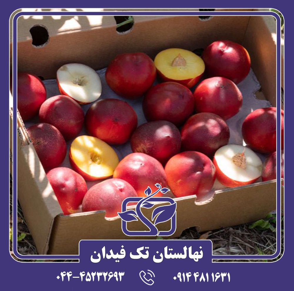 نهال شلیل ماریا الیزا