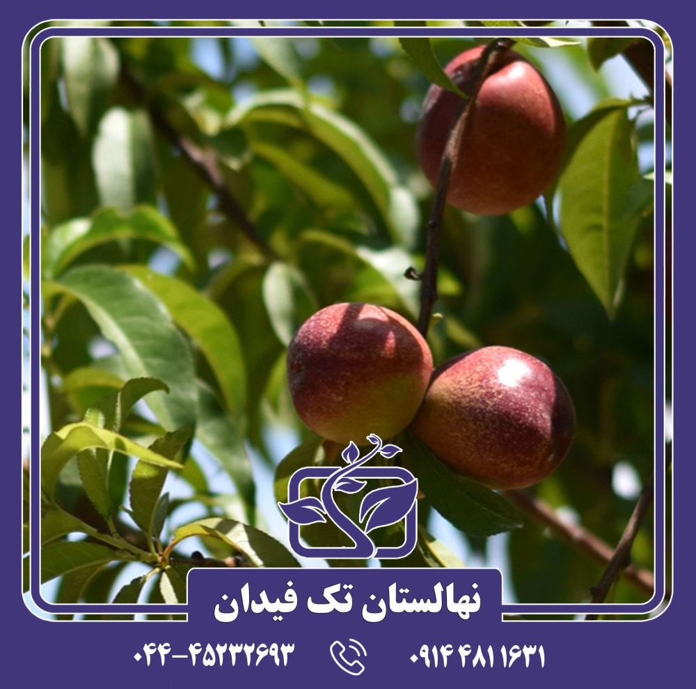 نهال شلیل ماریا الیزا