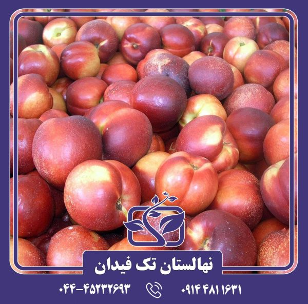 نهال شلیل ماریا الیزا