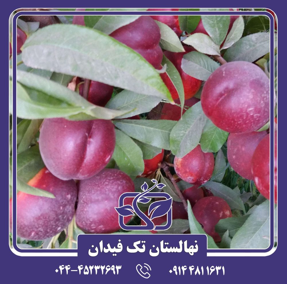 نهال شلیل مغان ردگلد