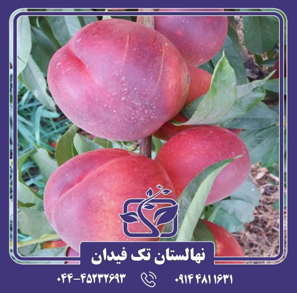 نهال شلیل مغان ردگلد