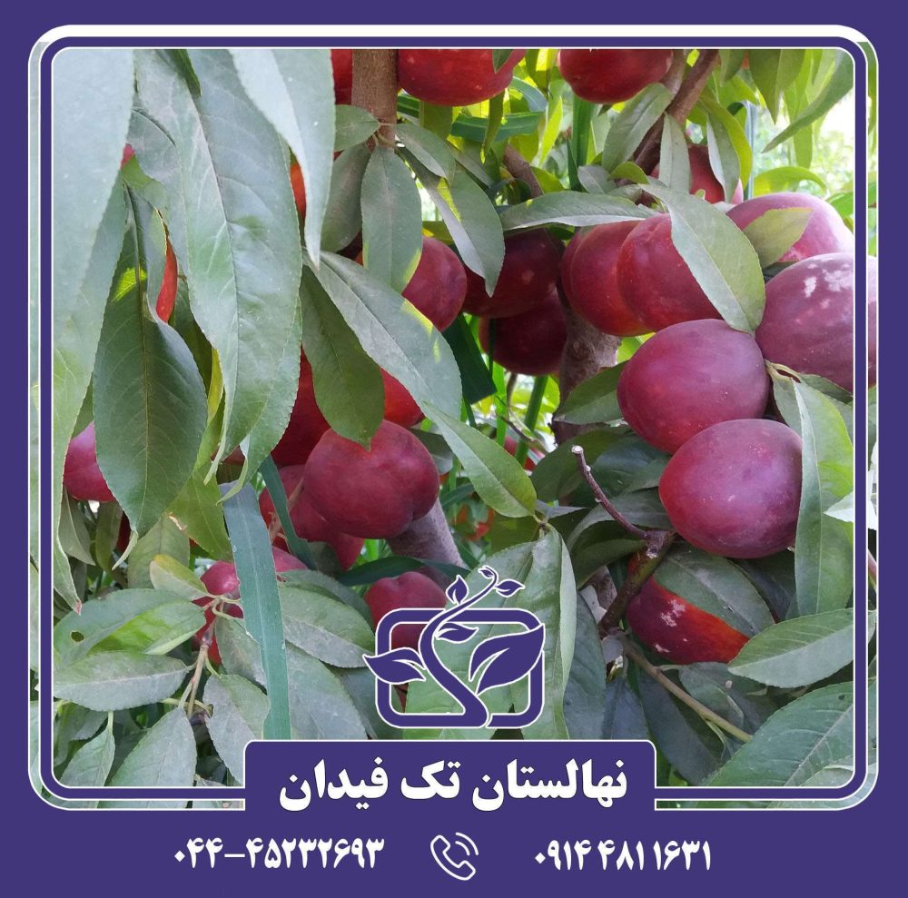 نهال شلیل مغان ردگلد