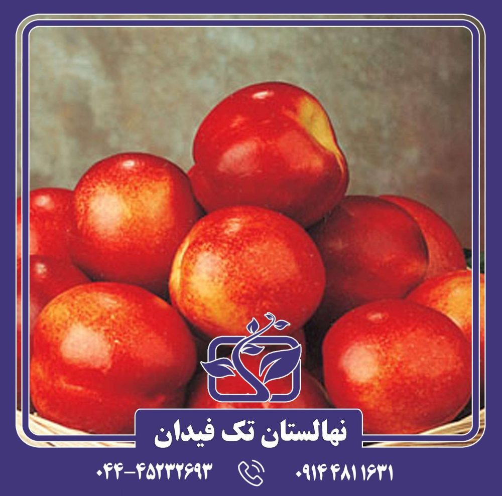 نهال شلیل می گراند