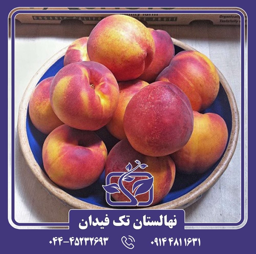 نهال شلیل می گراند