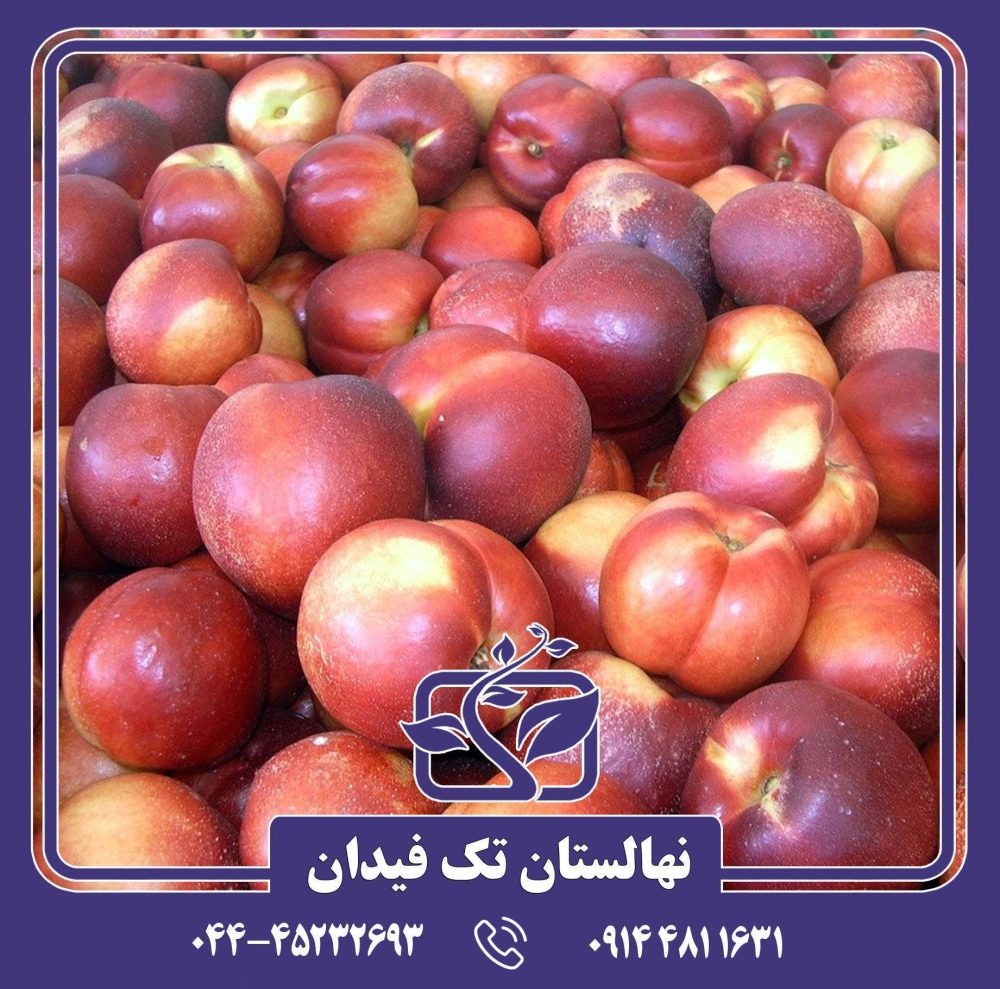 نهال شلیل می گلو