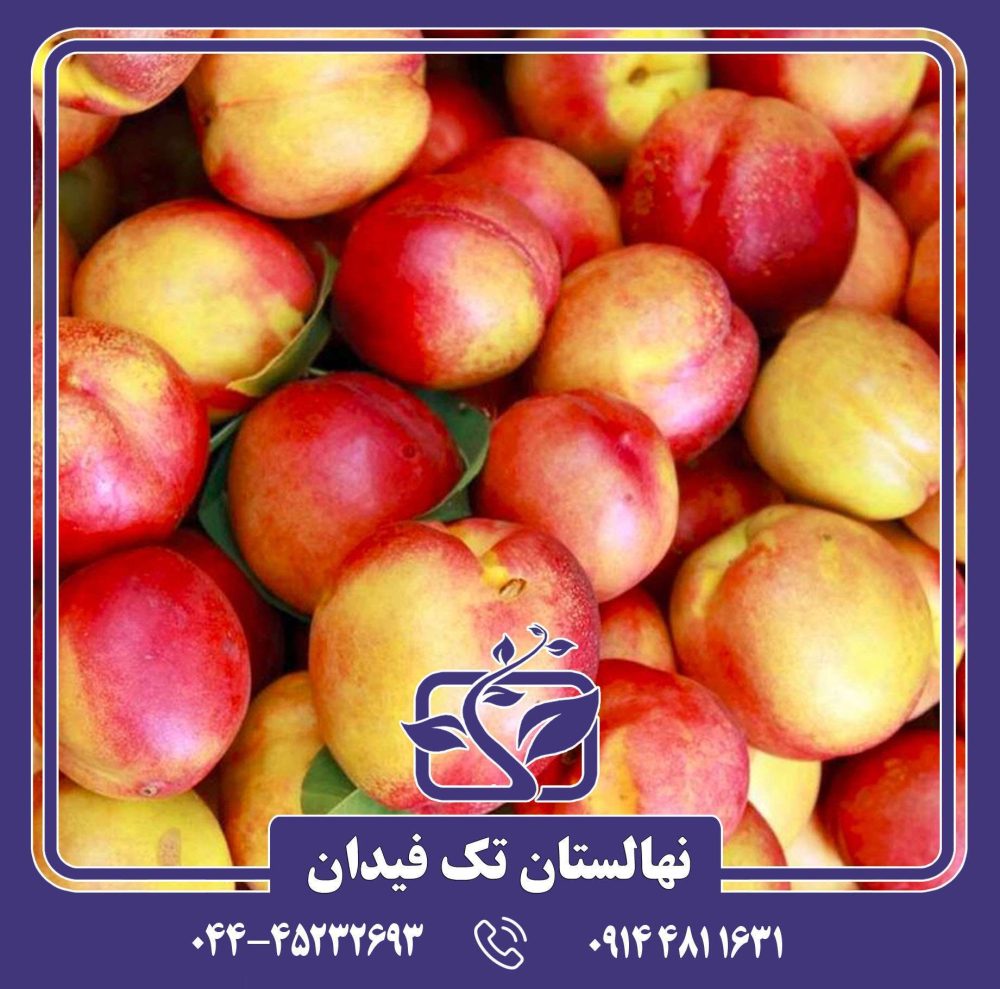 نهال شلیل می گلو