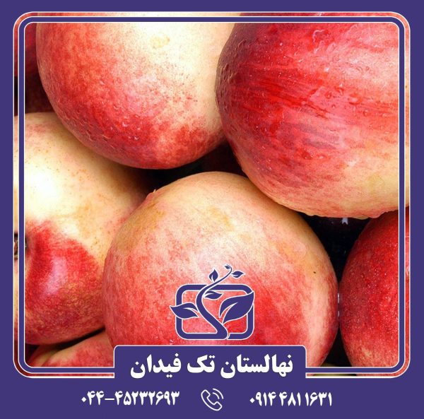 نهال شلیل ناسیپ زودرس