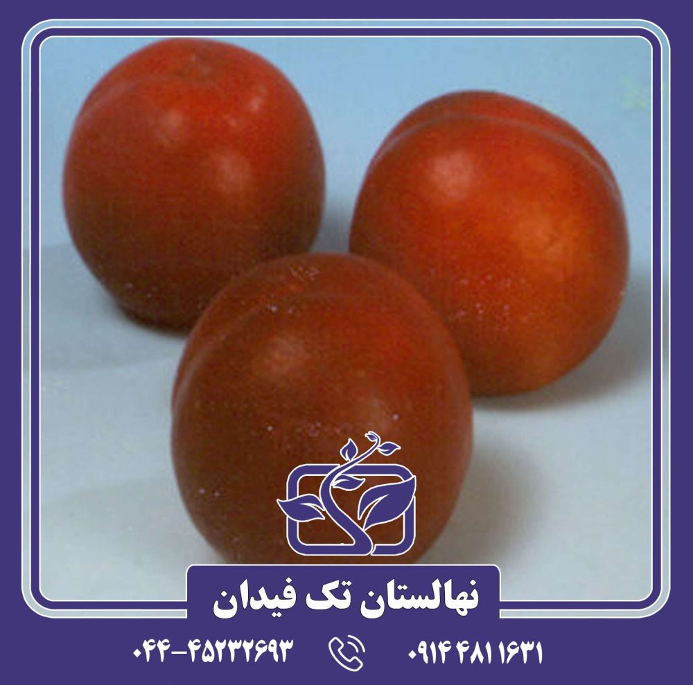 نهال شلیل ناسیپ زودرس