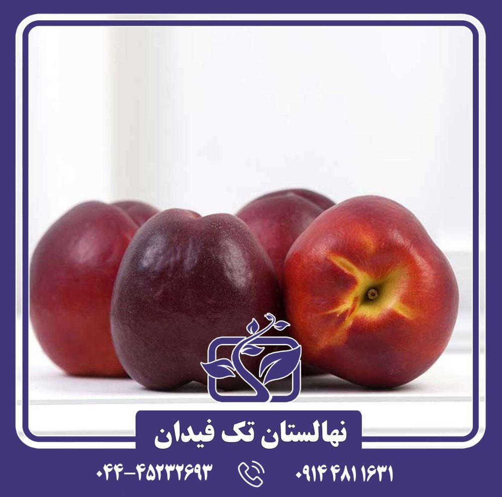 نهال شلیل نکتاروس