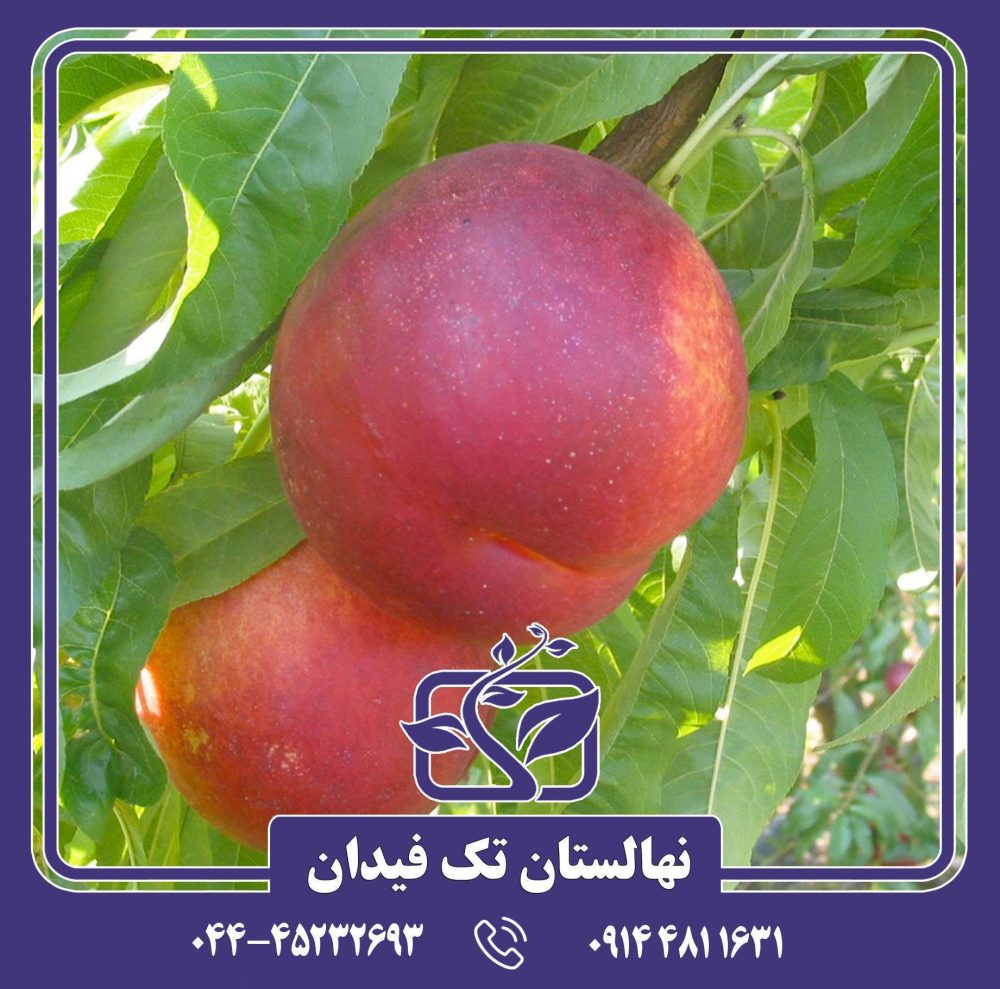 نهال شلیل نکتاروس