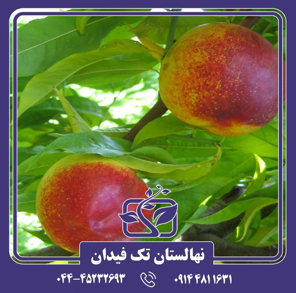 نهال شلیل نکتاروس