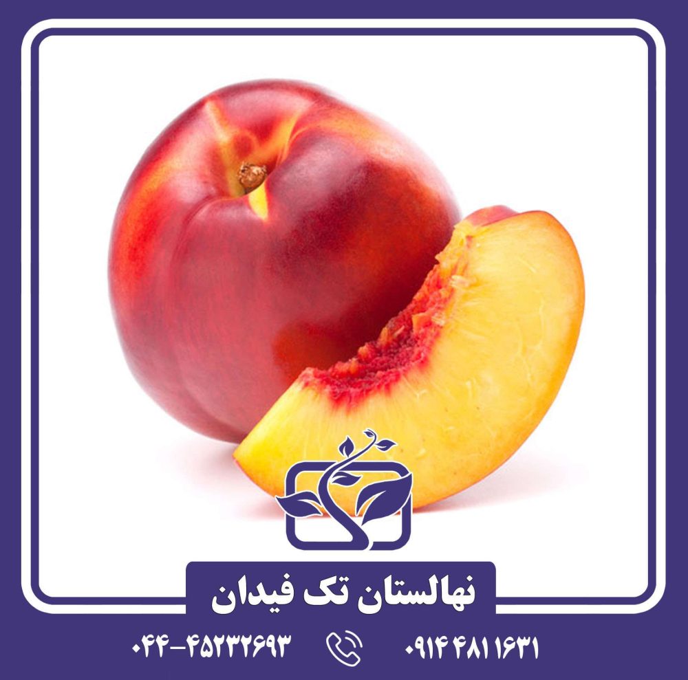 نهال شلیل نکتاروس