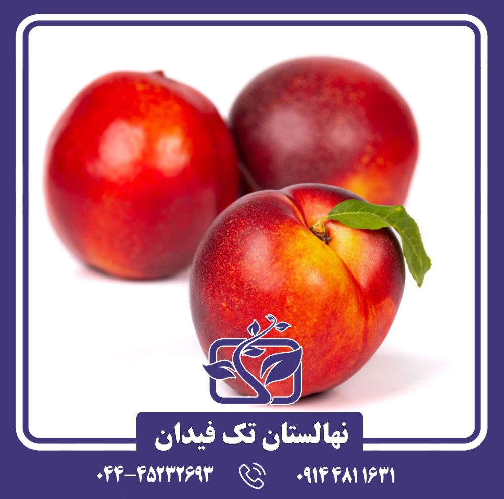 نهال شلیل وگا