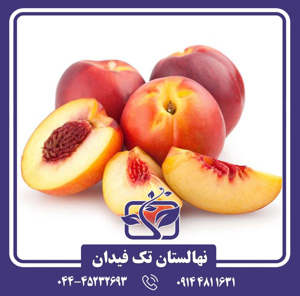 نهال شلیل وگا