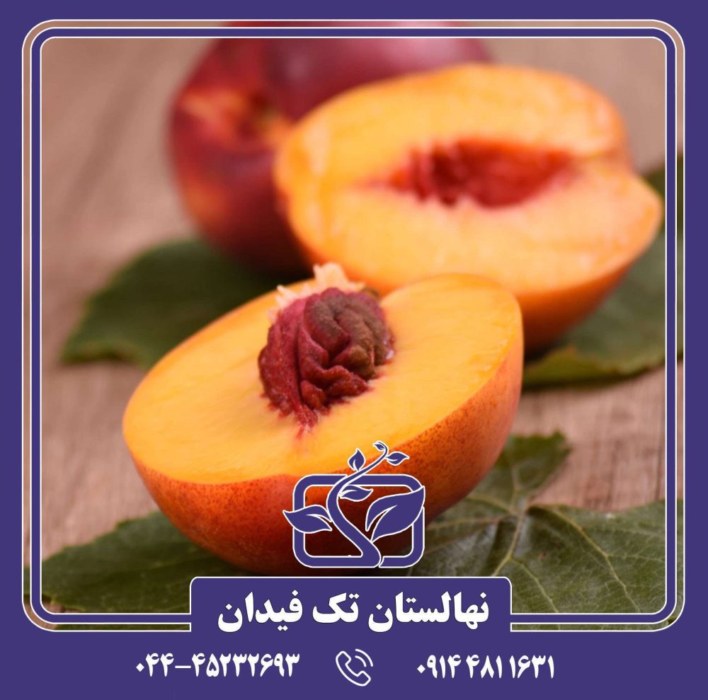 نهال شلیل وگا