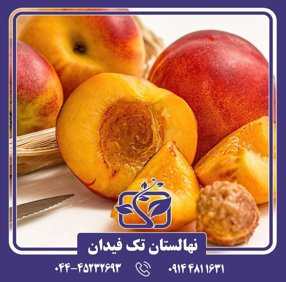 نهال شلیل وگا